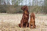 SETTER IRLANDAIS 448